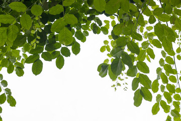 green leaf of treetop isolated on white background