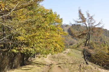 雲取山のＳ字のカラマツと七ツ石山