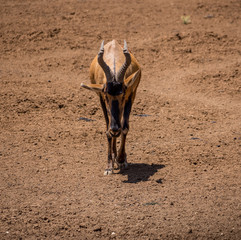 Red Hartebeest