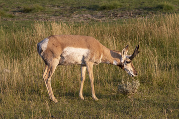 Pronghorn (Antilocapra americana) male grazing in Lamar Valley at sunset, Wyoming, USA