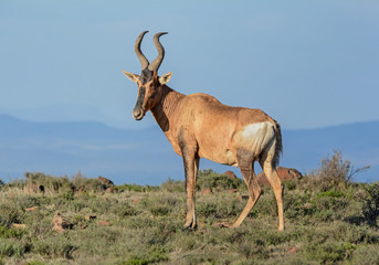 Red Hartebeest
