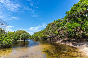 Fototapeta na wymiar Exotic scenario with trees, clear river and sand in a blue sky day. Exotic destination in north Brazil, South America.