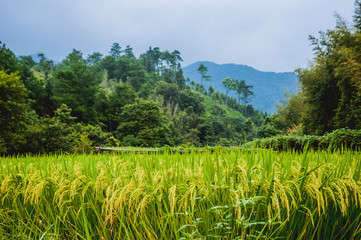Rice plant close up 