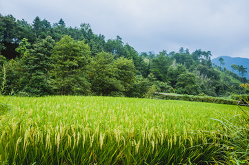 Rice plant close up 
