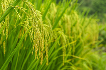 Fototapeta na wymiar Rice plant closeup