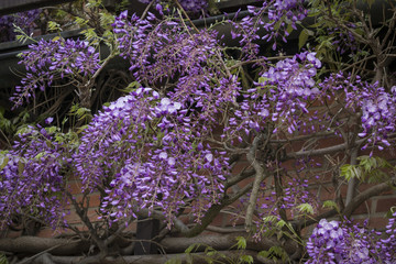 Blüten Flieder