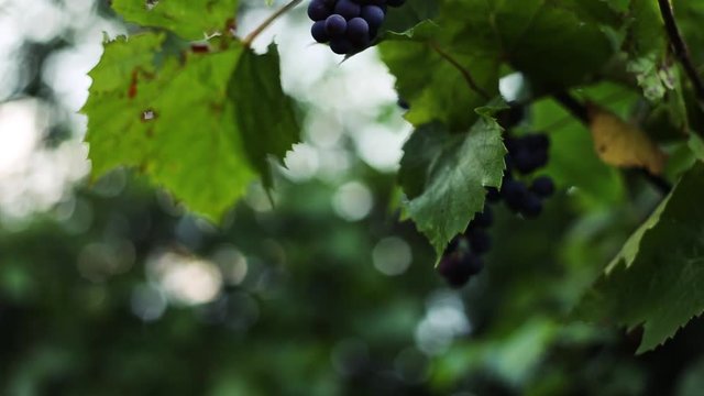 freshest blue grapes Malbec on the branch.