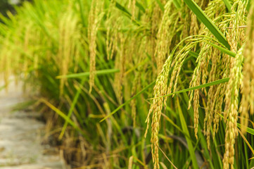 Rice plant closeup