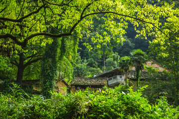 Forest and countryside scenery in autumn