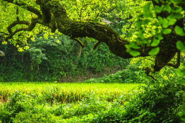 Forest scenery