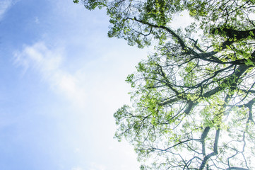Green tree and blue sky background