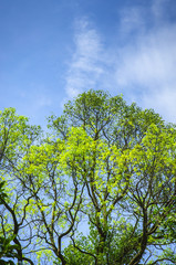 Green tree and blue sky background