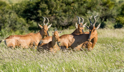 Juvenile Red Hartebeest