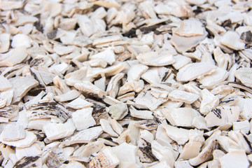 White Shells Background Texture Perspective