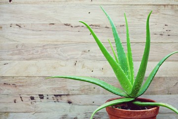 Aloe vera pot plant on wooden table background, skin care background concept