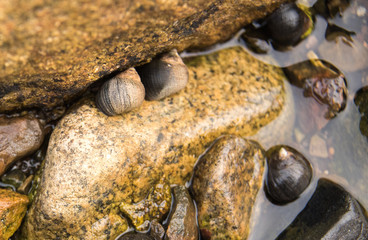 Snails on Rocks