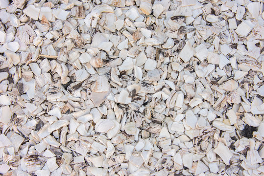 White Shells Background Texture