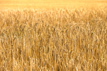 Wheat Field Background