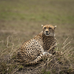Cheetah