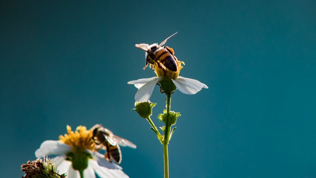 A natureza e sua beleza