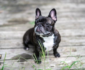 French bulldog  outside