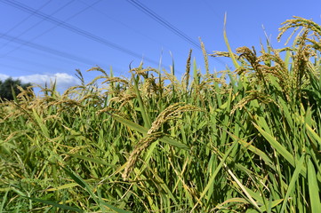 Mature rice in the field