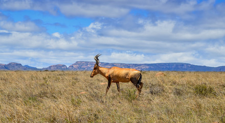 Red Hartebeest Portrait