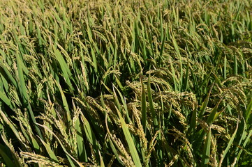 Mature rice in the field