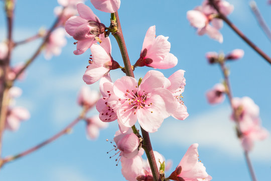 detail of pink peach tree flowers in bloom with blurred sky background