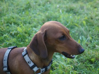short-haired dachshund on green grass