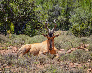 Red Hartebeest Portrait