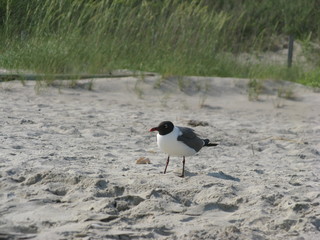 A black headed sea gull on the beach with the sea grass in the background