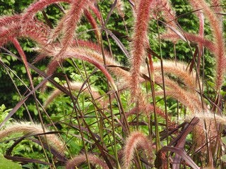 grass tall red plants autumn color landscape