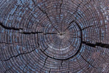 Fototapeta premium Weathered Wood Rings