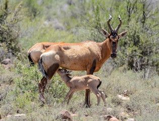 Naklejka premium Baby Red Hartebeest Suckling