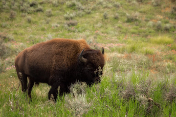 A close up of a buffalo gazing in a meadow dotted with sage brush in a summertime Yellowstone National Park landscape