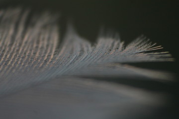 flat feather