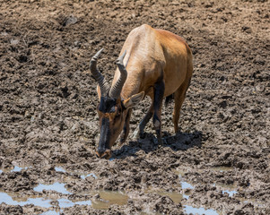 Red Hartebeest