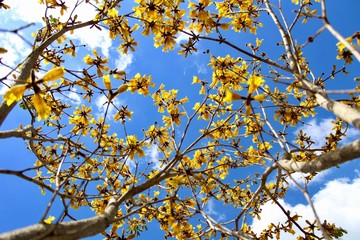 ipe amarelo