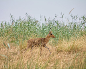 Lechwe Antelope