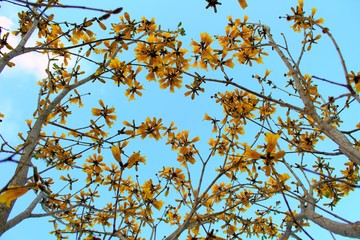 ipe amarelo