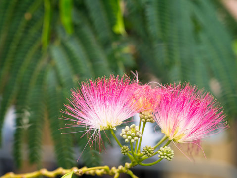 Close-up of persian silk tree or pink siris (Albizia julibrissin) flowers. Foliage and Immature fruit in the background.