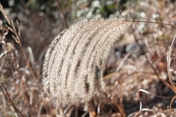 Miscanthus sinensis (Japanese pampas grass). Isolated. Stem hanging to the left. Close-up. Bokeh background. Horizontal shot.
