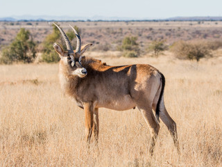 Roan Antelope Portrait