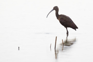 Brown bird with long legs standing in pond