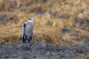 Gray bird standing on ground with dry grass