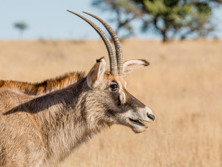 Roan Antelope Portrait