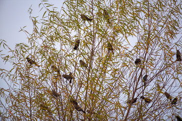 Little birds sitting on tree twigs