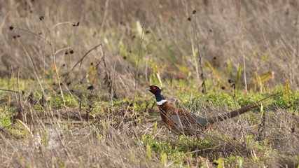 Bird sitting in field full of withered grass