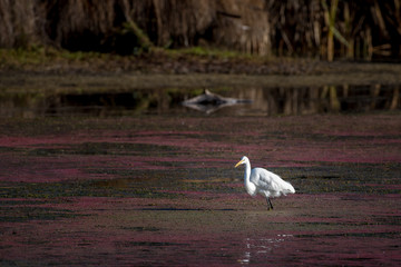 White heron standing in shallow water